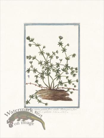 Bonelli 080 Yellow flower